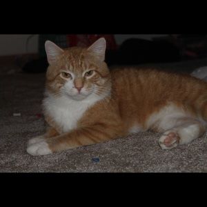 I have a furry friend:) Meet Stanley